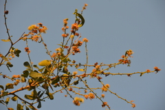 Pithecellobium dulce
