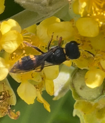 Williamsita smithiensis