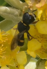 Williamsita smithiensis