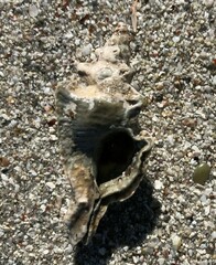 Pterochelus triformis