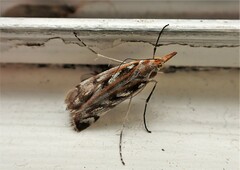 Orocrambus xanthogrammus