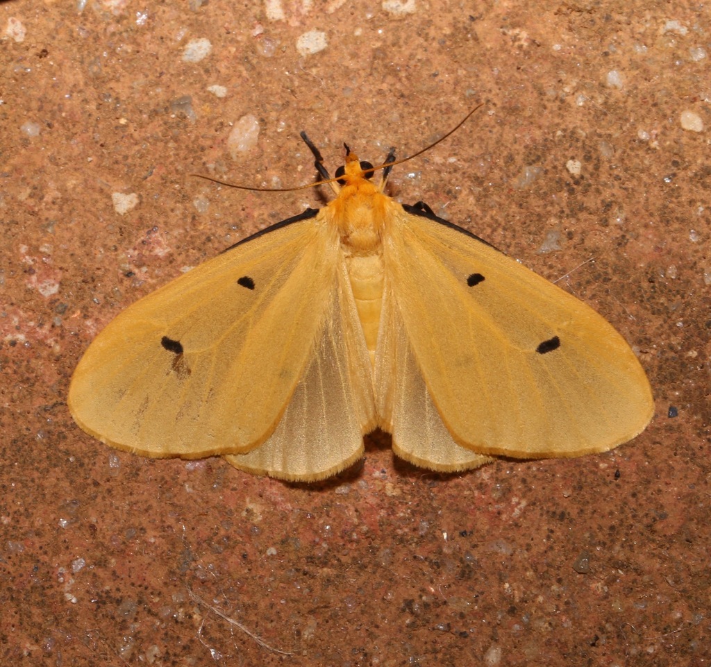 Calpoparia