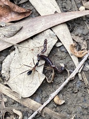 Leptomyrmex rothneyi