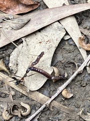 Leptomyrmex rothneyi