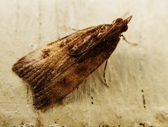 Eudonia asterisca