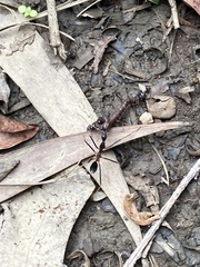 Leptomyrmex rothneyi