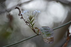 Plumbago