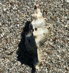 Pterochelus triformis