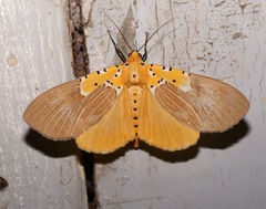 Asota speciosa