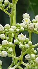 Walsura trifoliolata