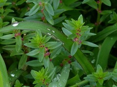 Rotala
