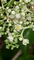 Walsura trifoliolata