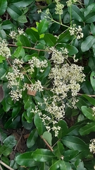 Walsura trifoliolata