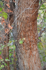Pithecellobium dulce