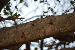 Pithecellobium dulce