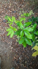 Walsura trifoliolata