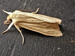 Ichneutica semivittata