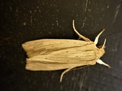 Ichneutica semivittata