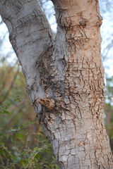 Pithecellobium dulce