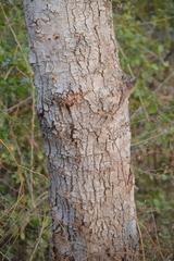 Pithecellobium dulce