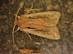 Ichneutica atristriga