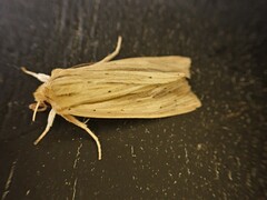 Ichneutica semivittata