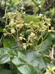 Parsonsia