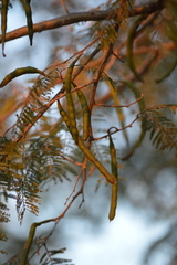 Vachellia macracantha