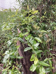 Parsonsia