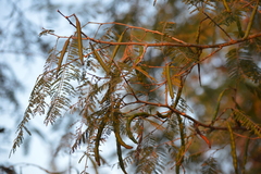 Vachellia macracantha