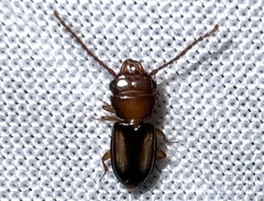 Laemophloeidae