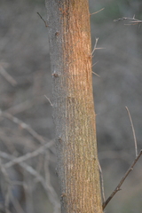 Vachellia macracantha