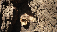 Tetragonisca fiebrigi