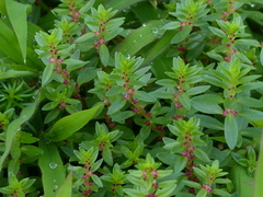 Rotala