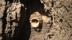 Tetragonisca fiebrigi