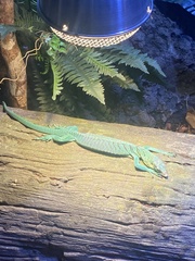Varanus prasinus