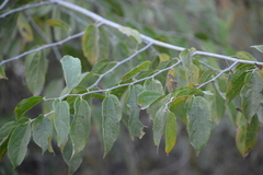 Celtis