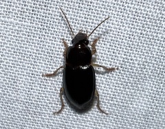 Notiobia