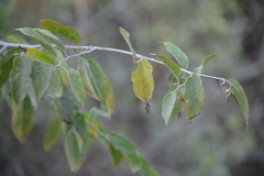 Celtis