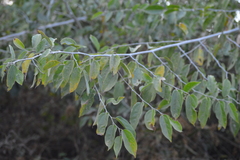 Celtis