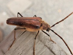 Ochrocydus huttoni