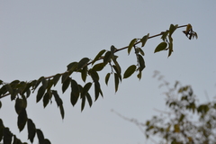 Celtis