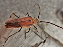 Ochrocydus huttoni