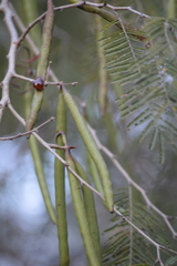 Vachellia macracantha