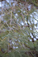 Vachellia macracantha