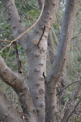 Vachellia macracantha