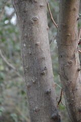 Vachellia macracantha