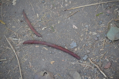 Vachellia macracantha