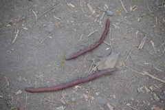 Vachellia macracantha