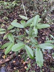 Trichilia havanensis